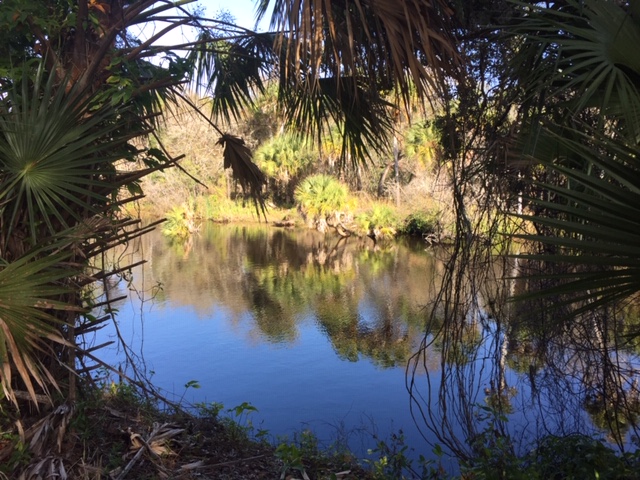 View of the Myakka River at Sleeping Turtle Preserve North-Ligon Family Conservation Area